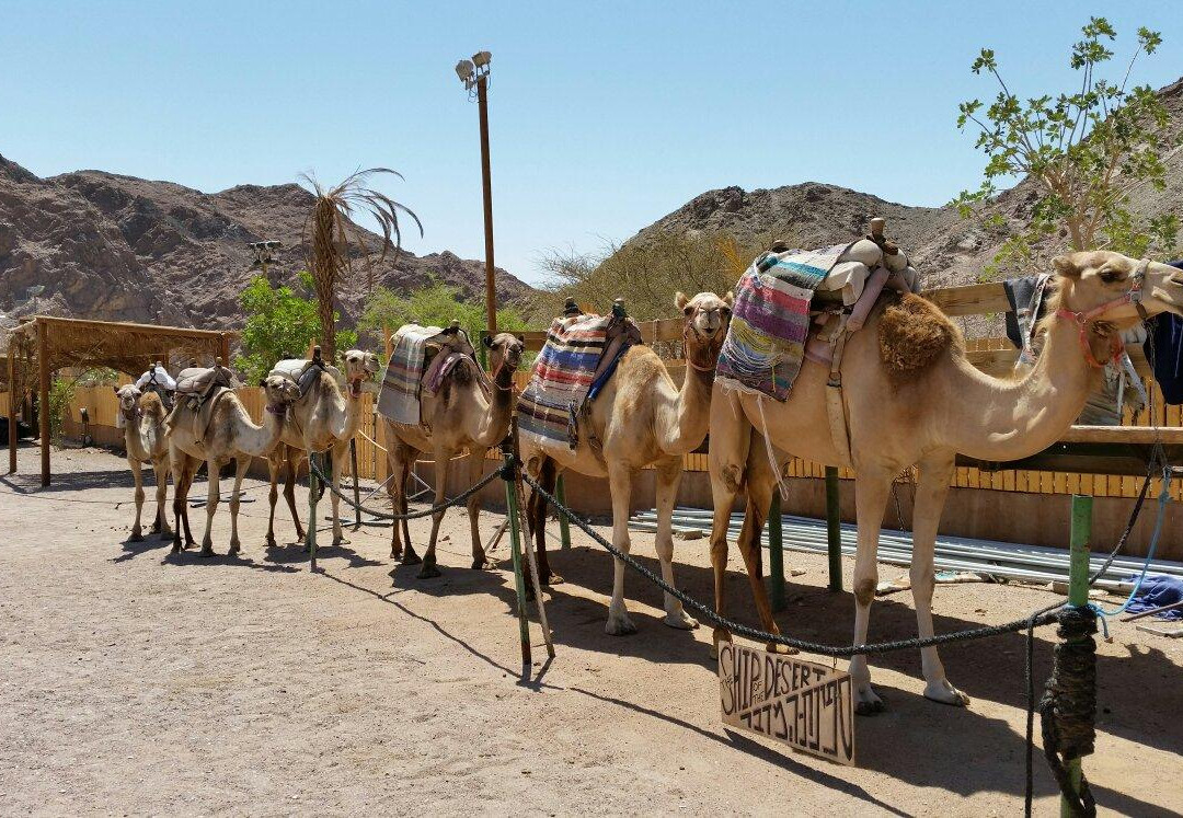 Camel Ranch Eilat景点图片