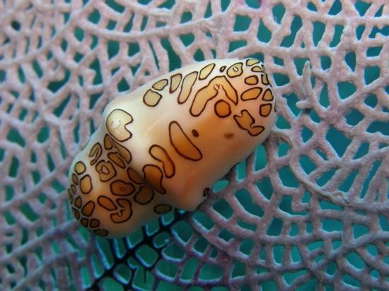 SeaPro Divers-普拉塔港必去景点