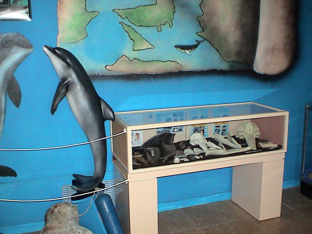 Whale, Sea Life and Shark Museum-Depoe Bay必去景点
