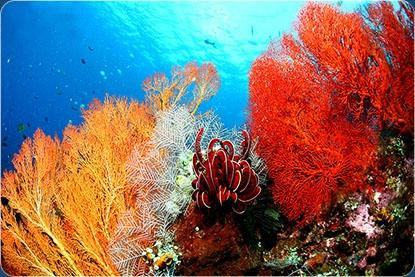 Safari Bali-克罗柏坎必去景点