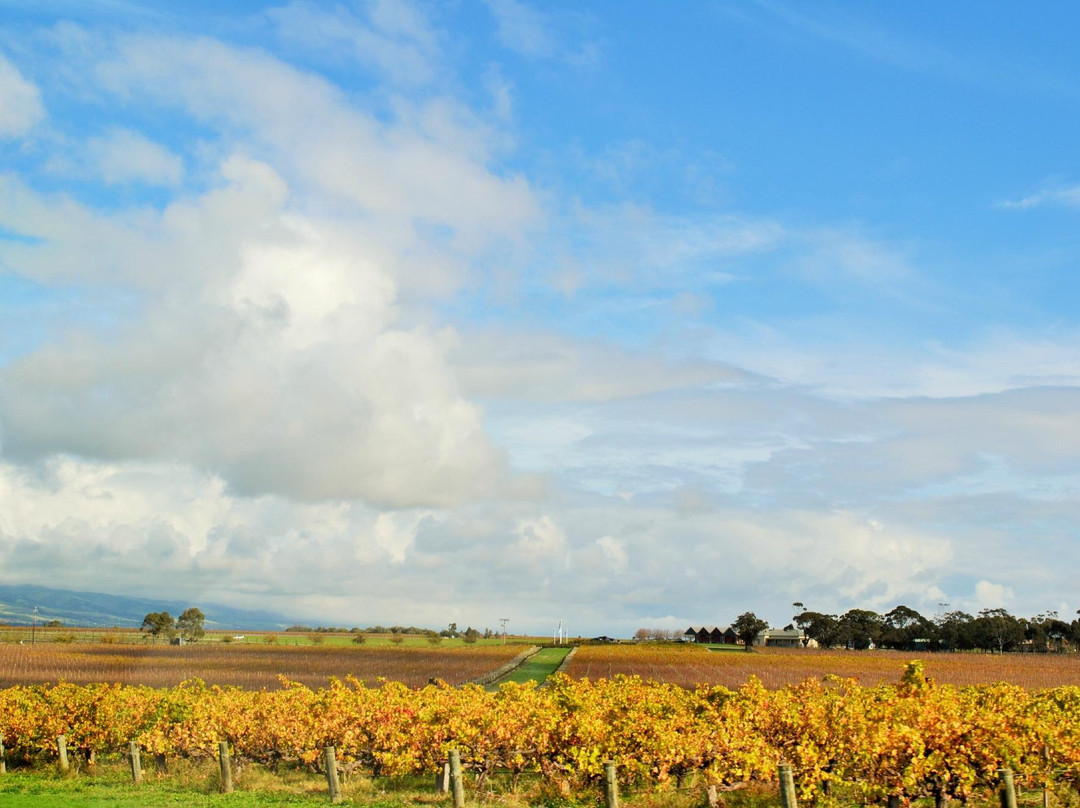 McLaren Vale Wine and Food District景点图片