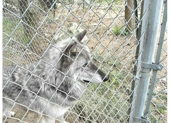 Wolf People-Cocolalla必去景点