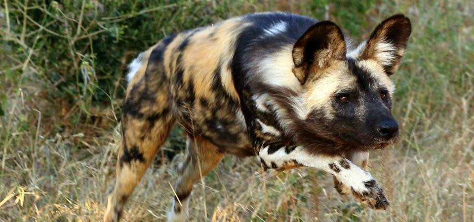 Outdoor Africa-理查兹湾必去景点