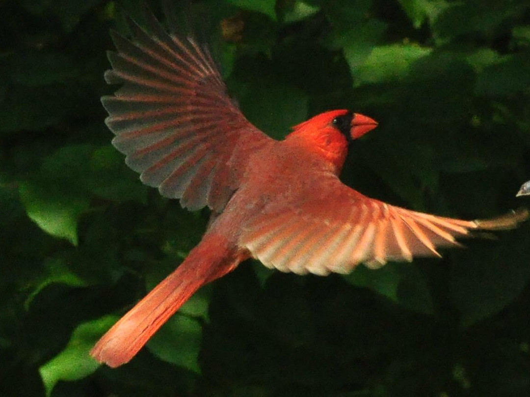 Brant Conservation Area-Brantford必去景点