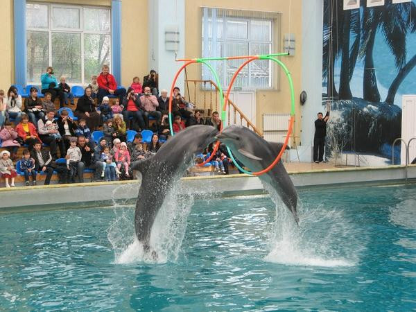 Kislovodsk Dolphinarium景点图片