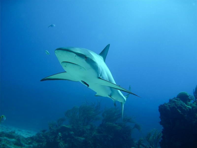 Bubble Shop-格兰德凯斯必去景点