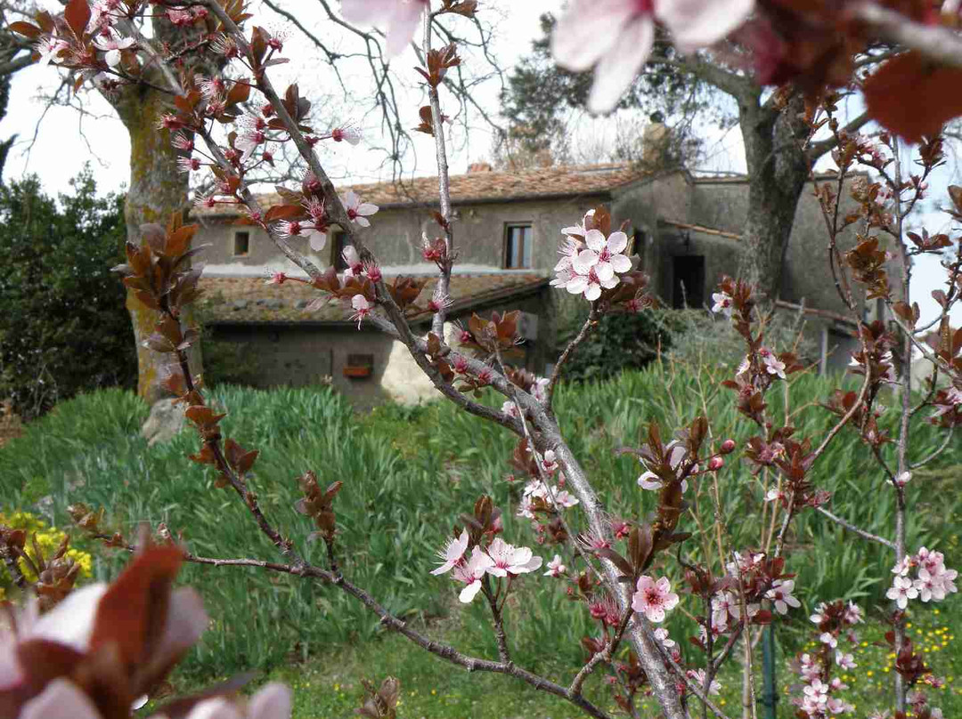 Podere Pinzicalari