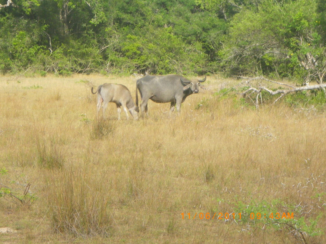 null-Wilpattu National Park