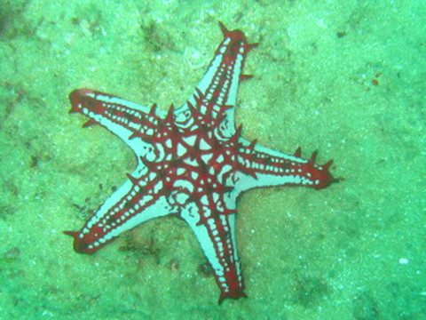 尼甘布海滩-尼甘布必去景点