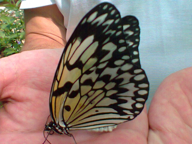 Siquijor Butterfly Sanctuary景点图片