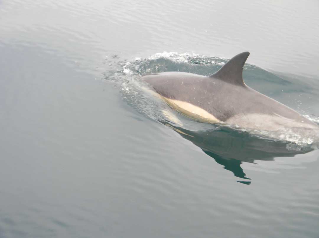 Whale Watch West Cork-Baltimore必去景点