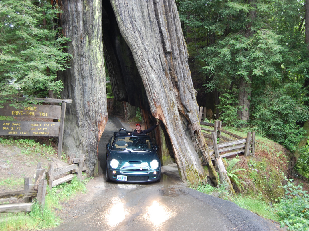Shrine Drive-Through Tree景点图片