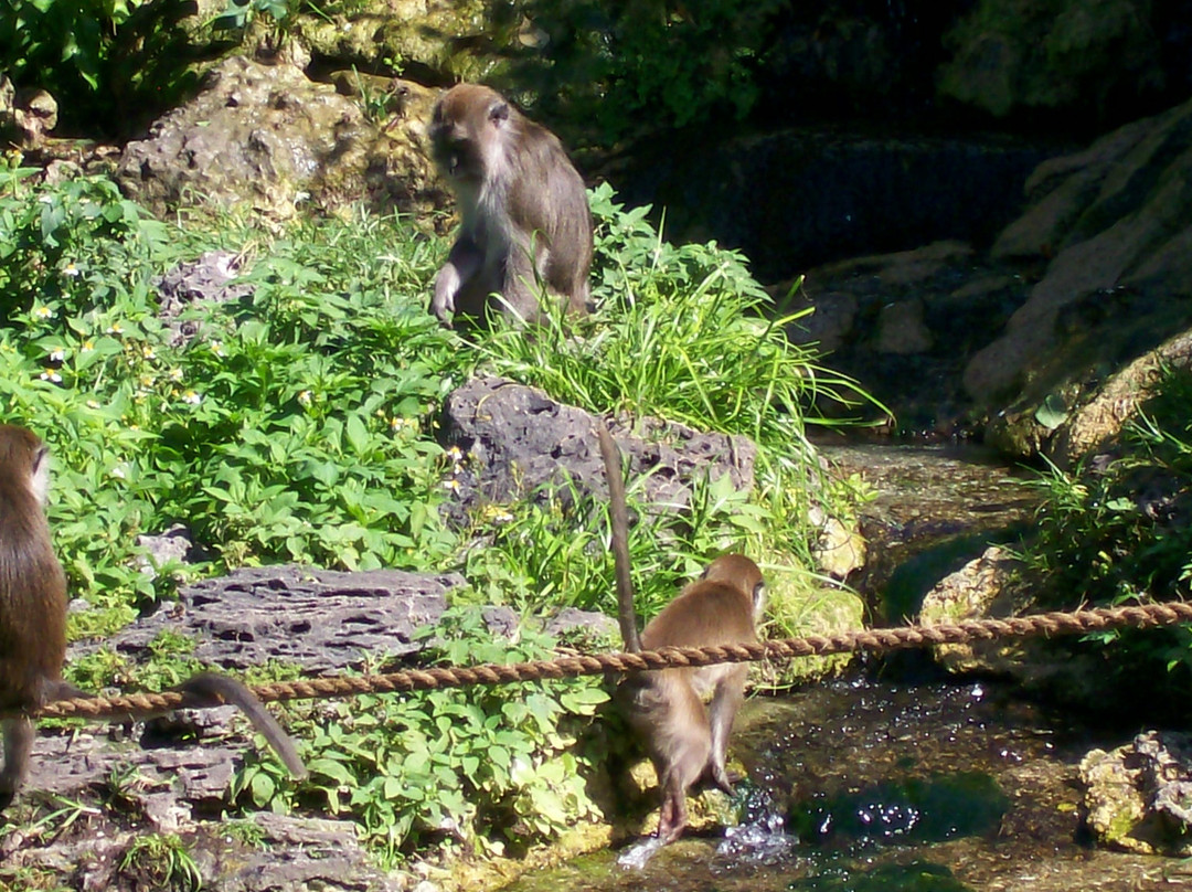 Monkey Jungle-迈阿密必去景点