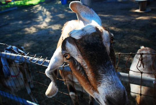 Fairview Gardens-戈利塔必去景点