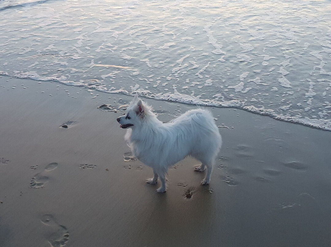 Plage de la Lagune景点图片