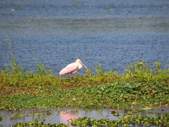 Brazos Bend State Park-Needville必去景点