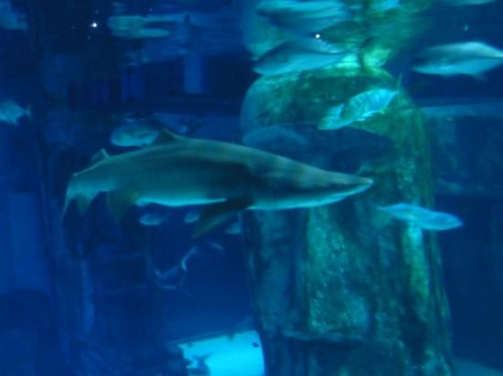 Sea Life Blackpool-黑潭必去景点