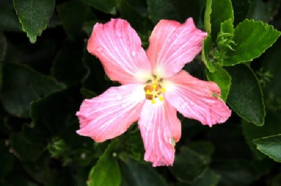 Bermuda Botanical Gardens-佩吉特教区必去景点