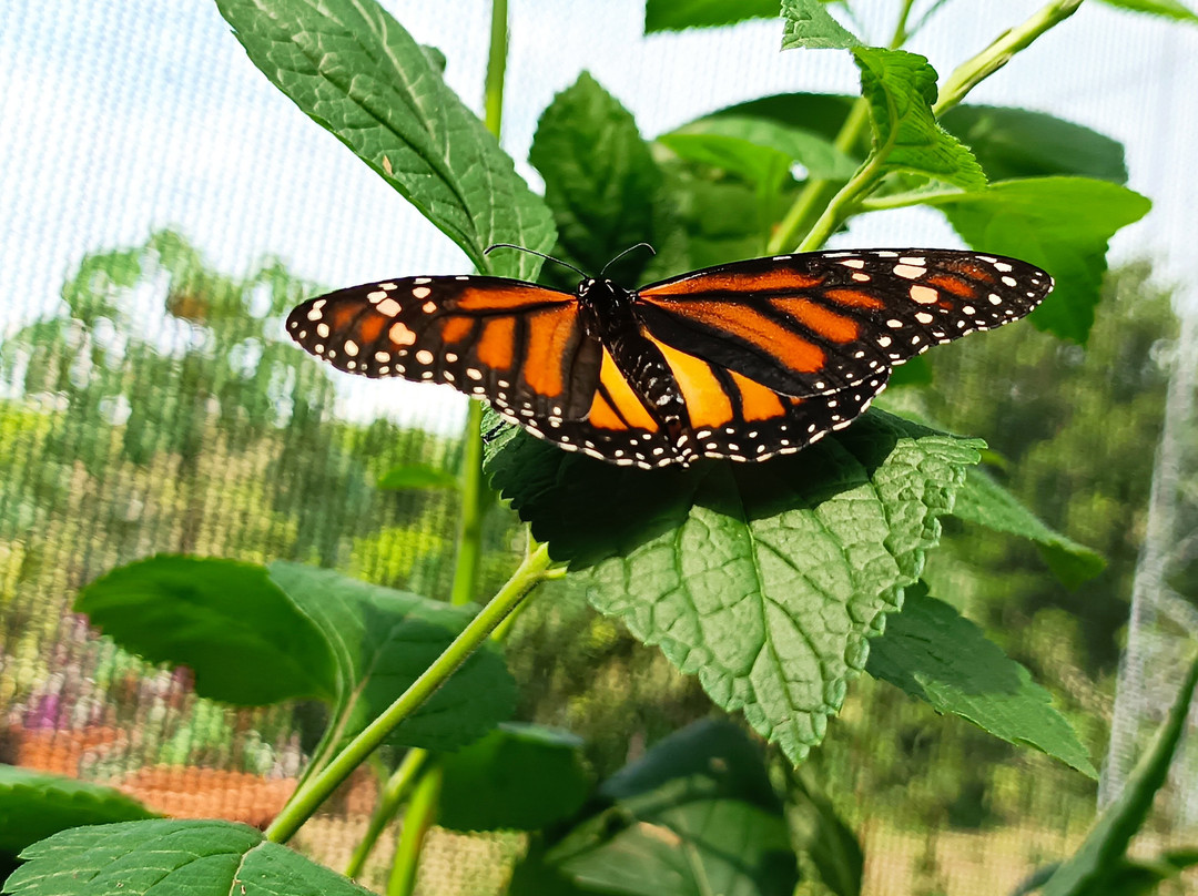 My Time Butterfly Garden景点图片