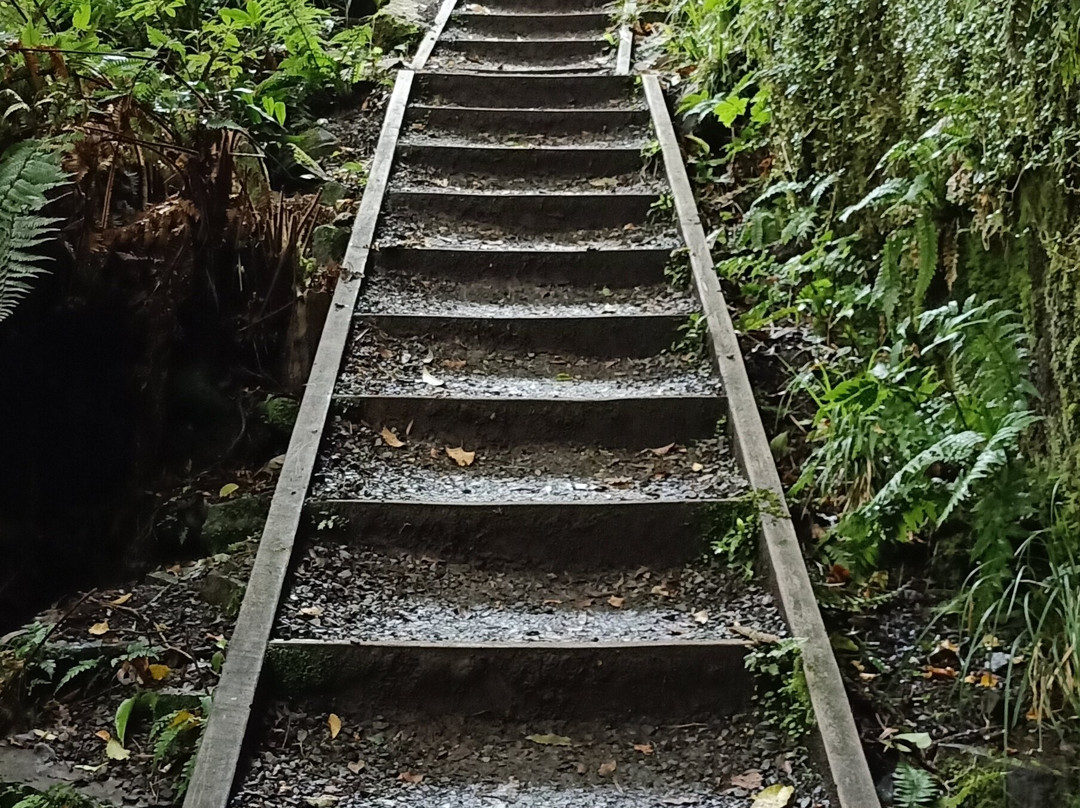 McLean Falls Walk景点图片