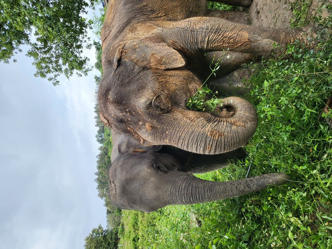 Doi Inthanon Elephant Sanctuary景点图片
