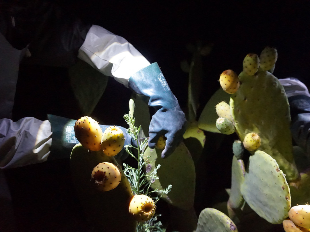 Pepe Aromas-Arraiolos必去景点