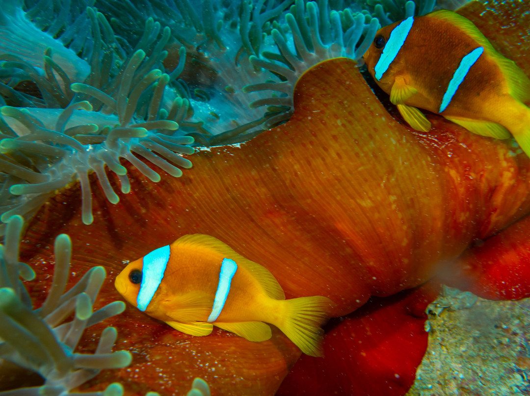 Fins & Flash-吉达必去景点