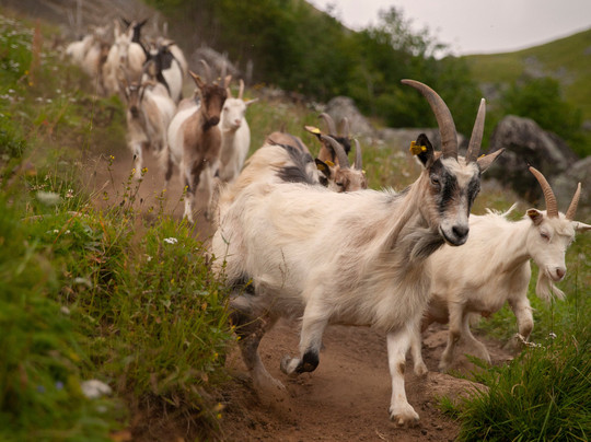 Lofoten Gaardsysteri-Bostad必去景点