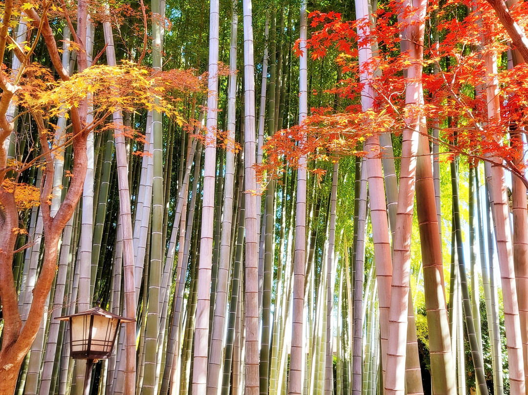 Toen-ji Temple-朝霞市必去景点