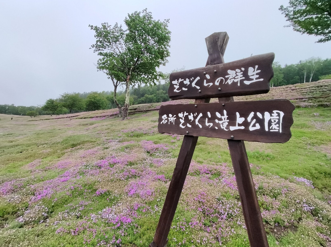 Shibazakura Takinoue Park-泷上町必去景点