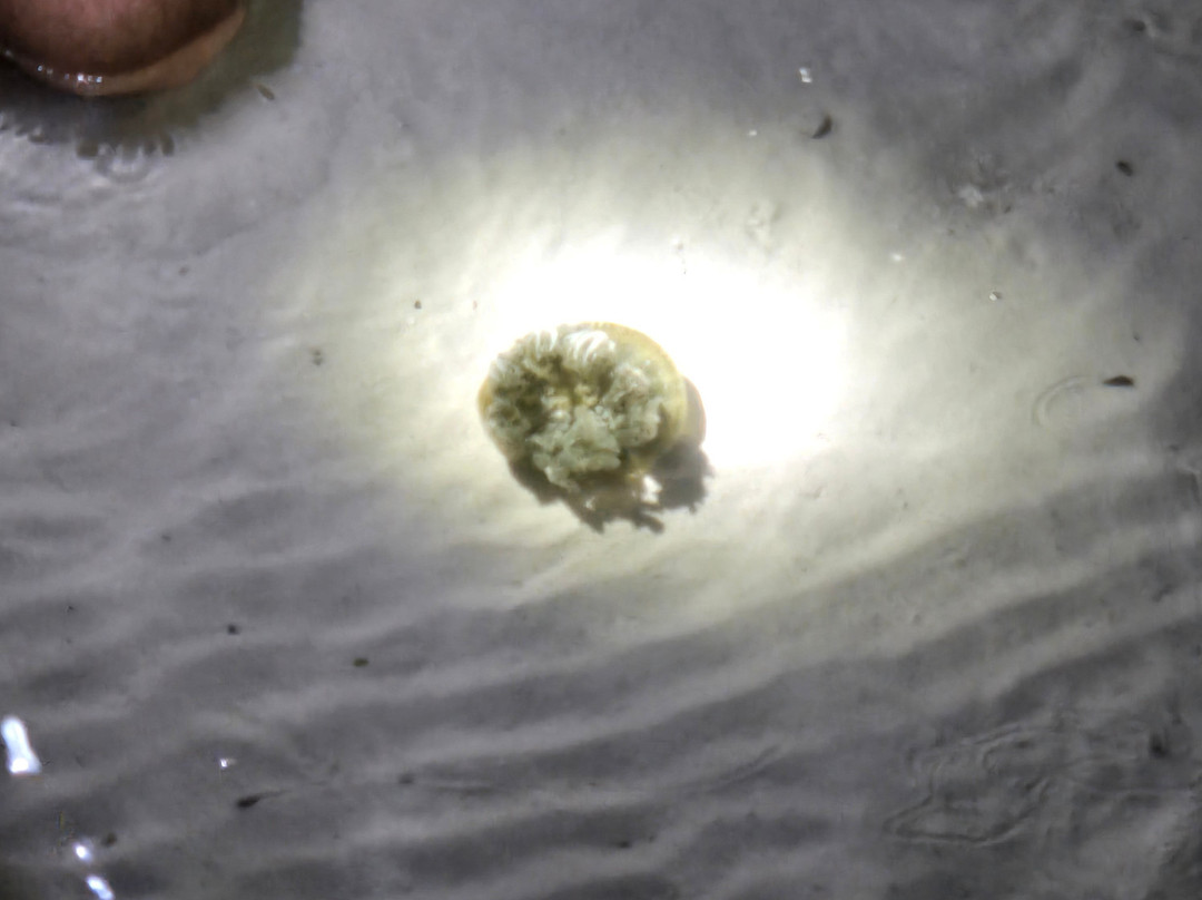 White Sand Water Sports-East End必去景点