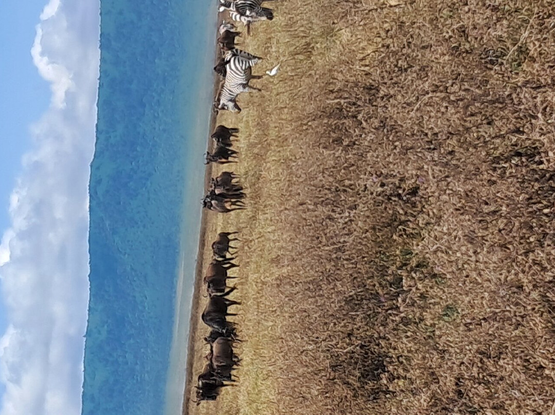 Serengeti and Ngorongoro crater-Ikoma必去景点