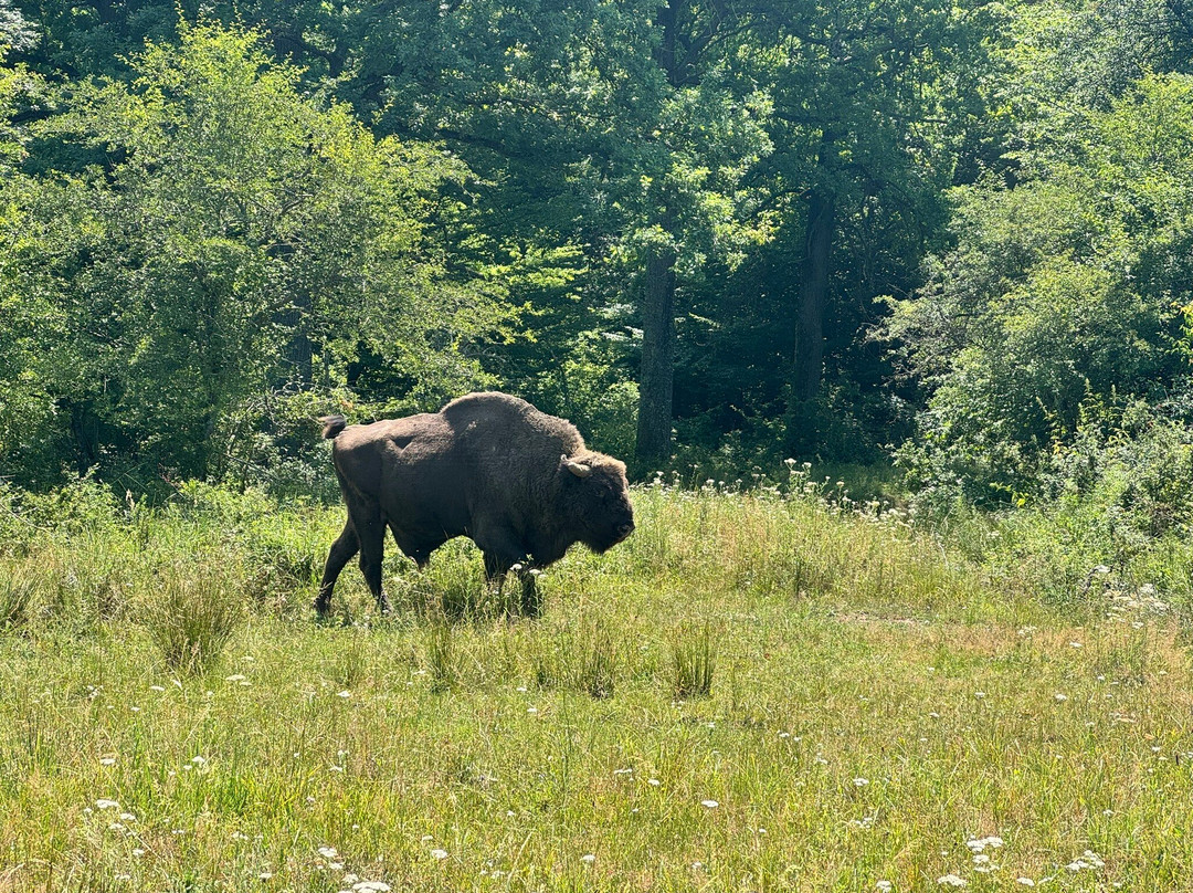Neagra Bison Reservation景点图片