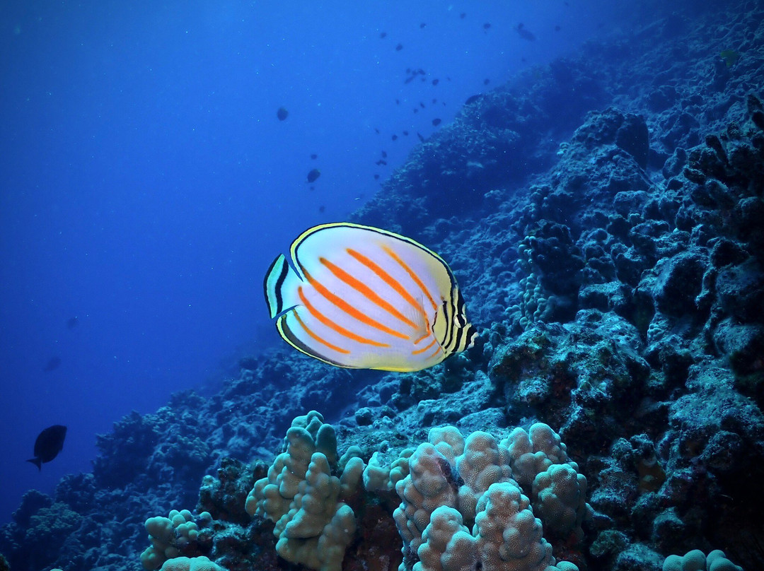 Maui Diamond Sea Sports-玛阿拉也亚必去景点