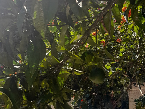 Nissalentours-尼斯必去景点