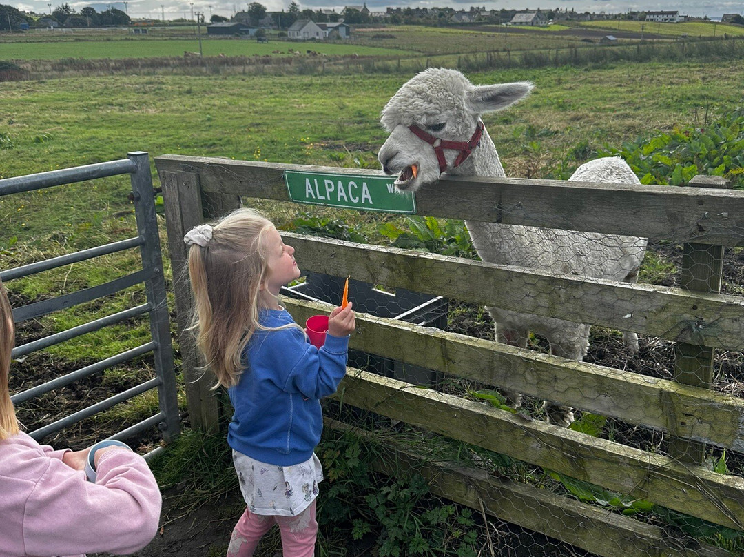 Caithness Animal Farm Park景点图片