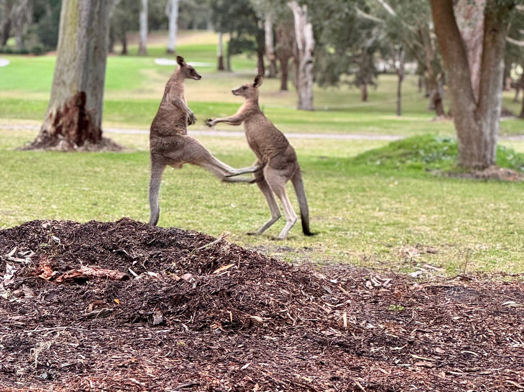 Nelson Bay Golf Club-尼尔森湾必去景点