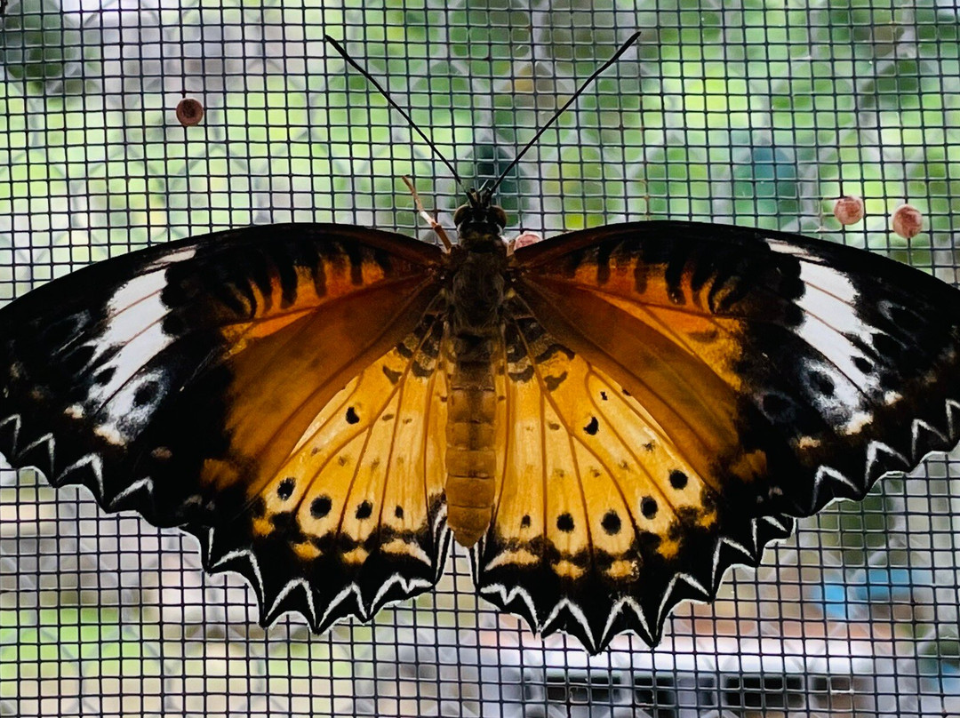 娜娜水疗中心和度假村主图