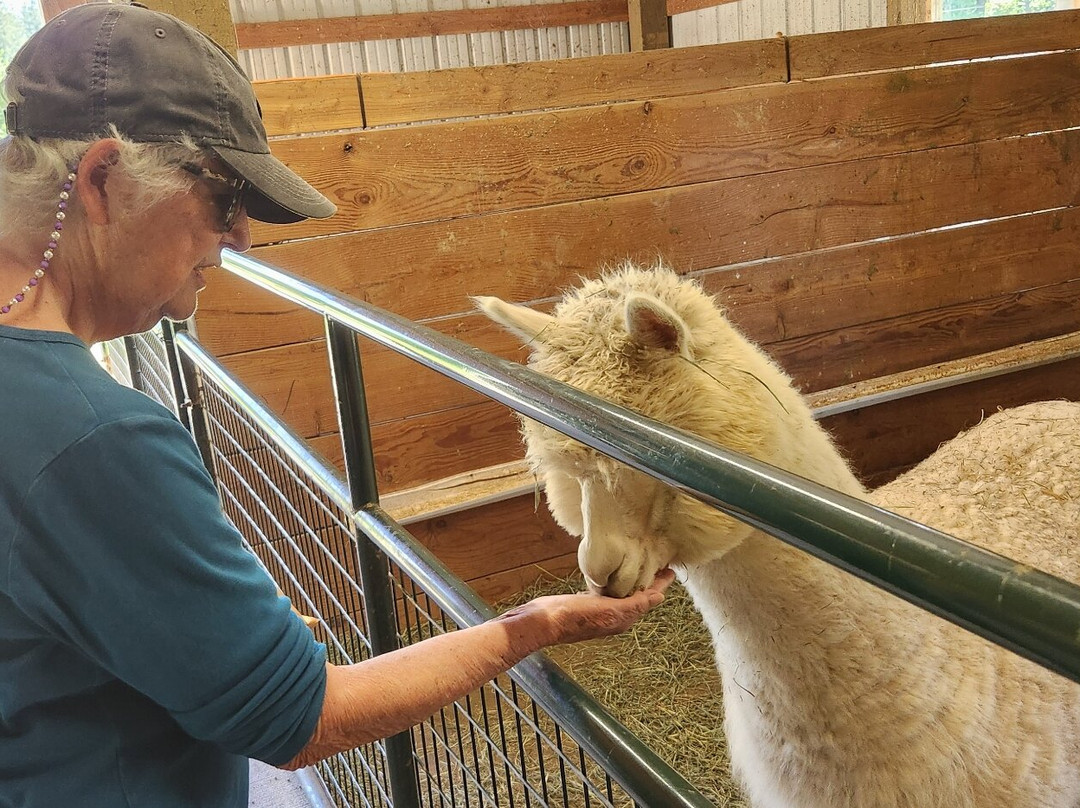 Sunny Alpacas景点图片