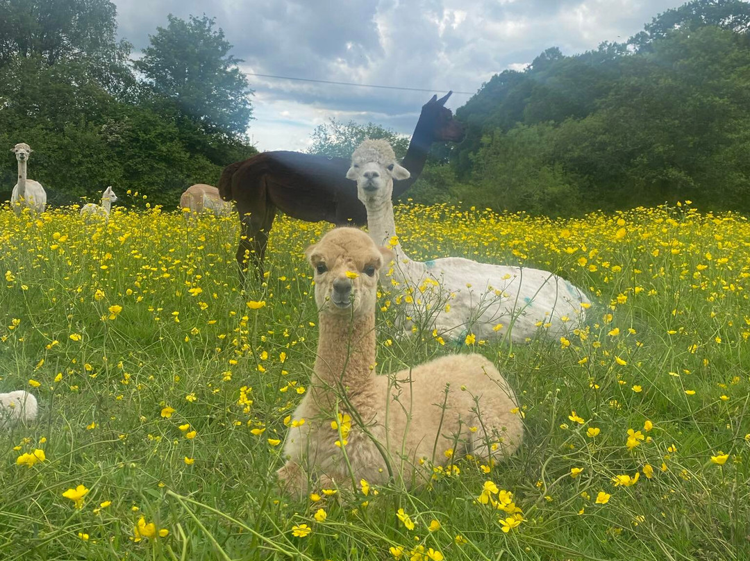 Petlake Alpacas of the New Forest景点图片