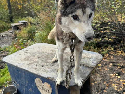 Arctic Dog Adventure Co.-费尔班克斯必去景点