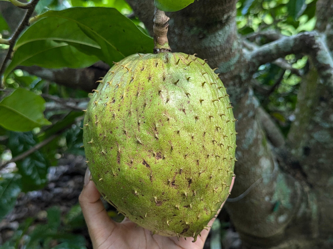 Fruit & Spice Park-霍姆斯特德必去景点