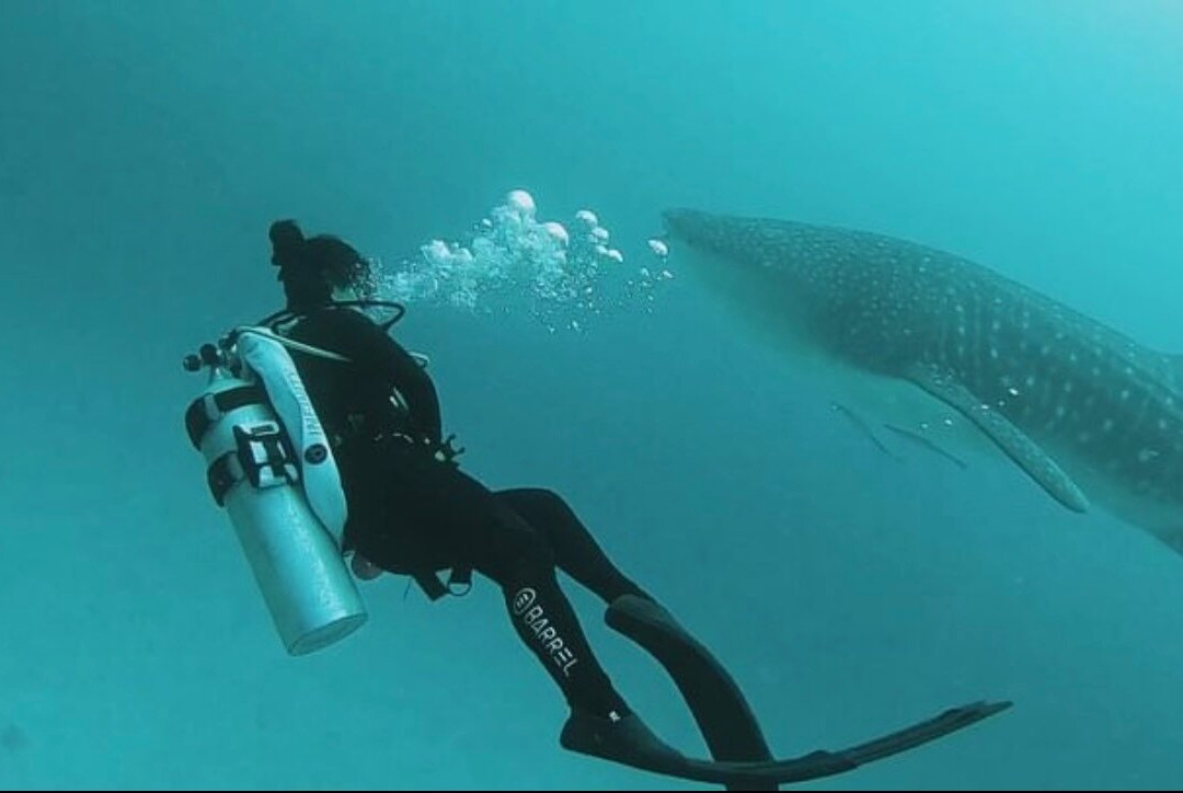 Scuba Shark Fuvahmulah景点图片