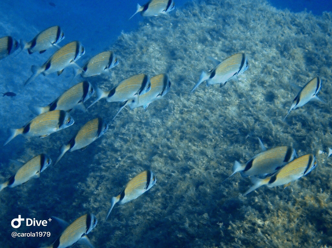 Bliss Dive-Marsalforn必去景点