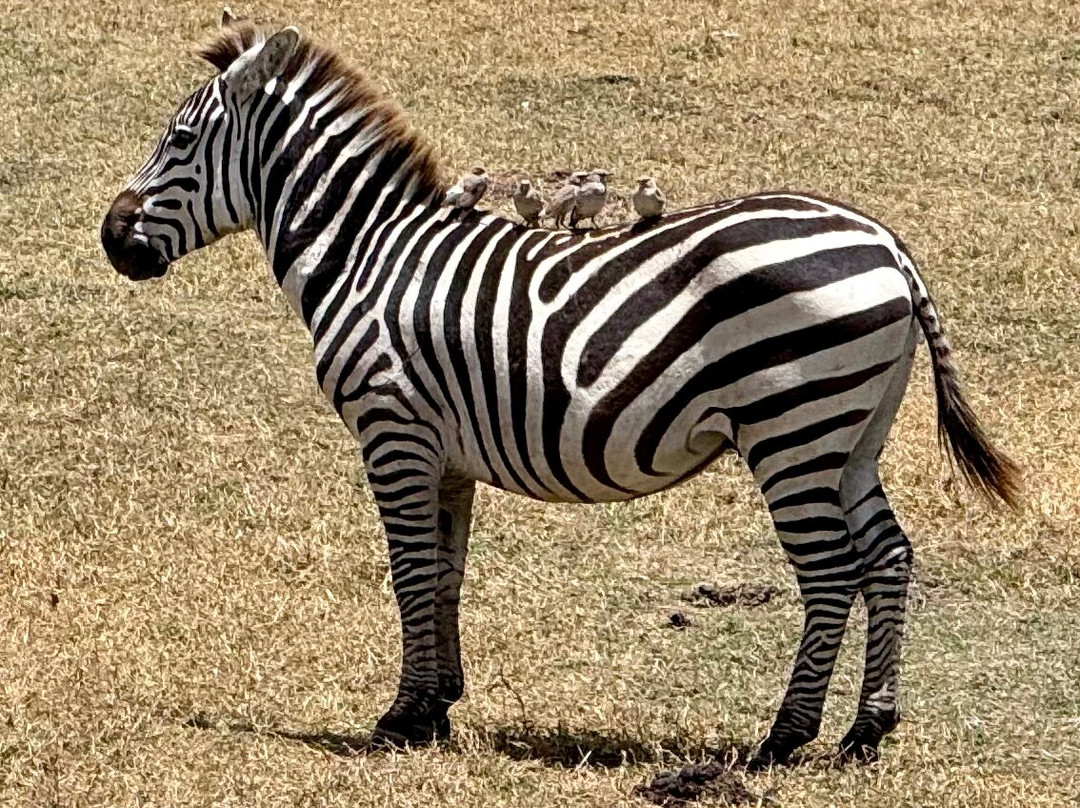 Thomson Safaris-塞伦盖蒂国家公园必去景点