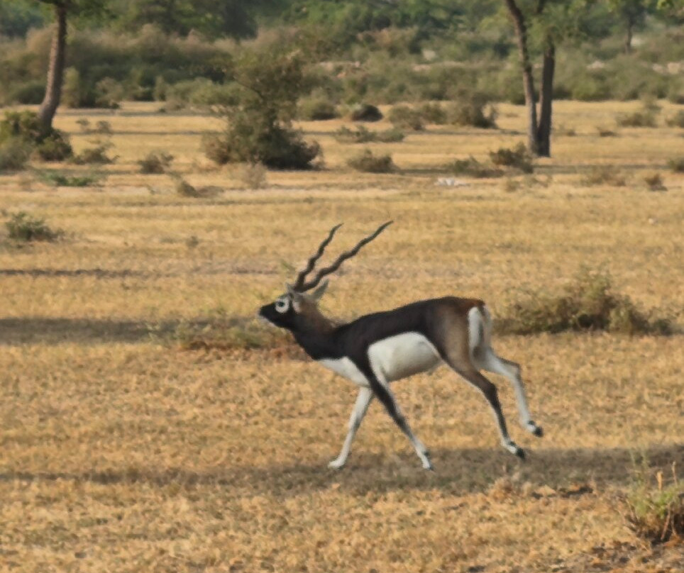 Tal Chhapar Black Buck Sanctuary-Sujangarh必去景点