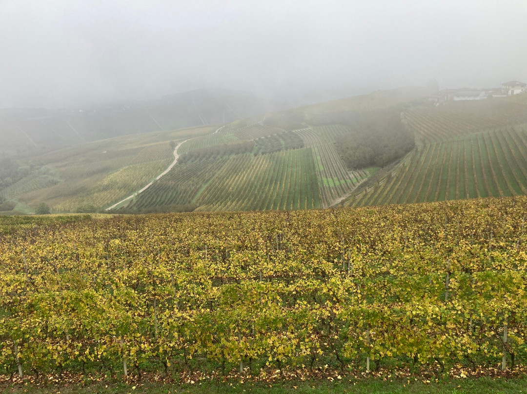 Azienda Agricola Pelissero景点图片