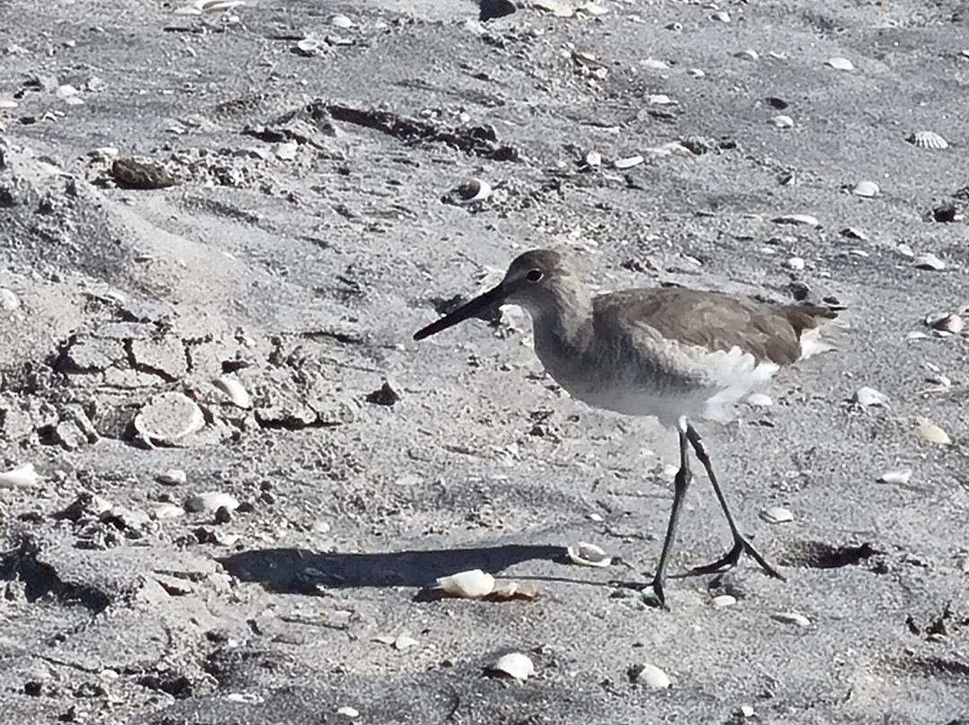 Manasota Key Beach-恩格尔伍德必去景点