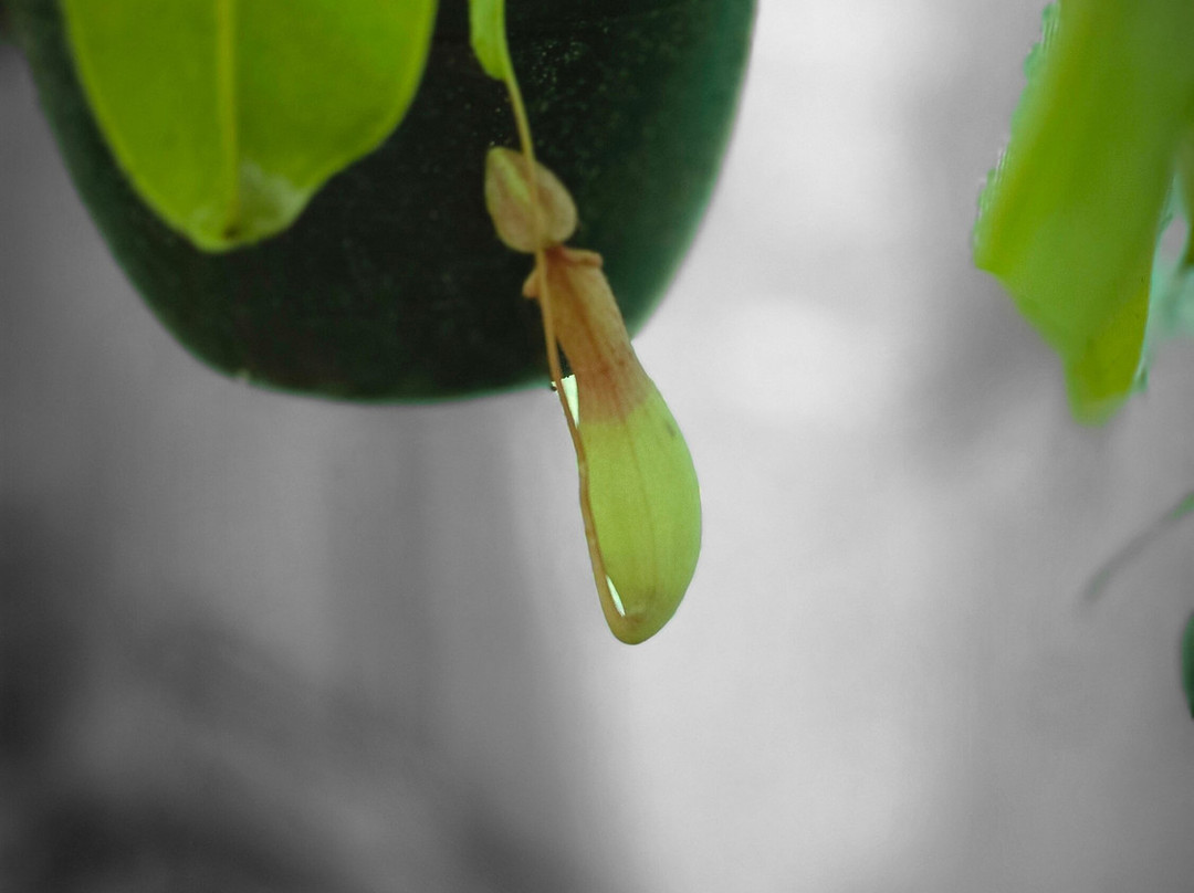 Biodiversity Park - Botanical Garden Visakhapatnam景点图片