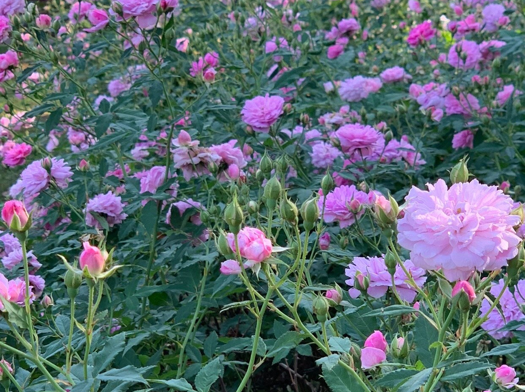 Tyler Rose Garden & Center景点图片